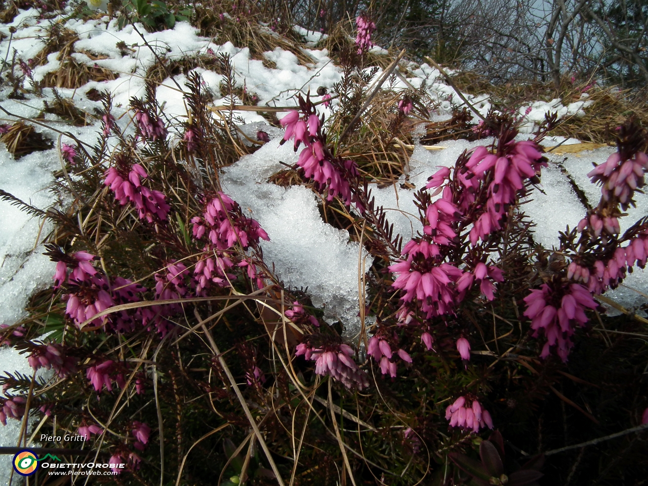 20 Erica rinfrescata da neve marzolina.JPG